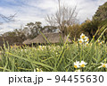 古民家と冬の花、水仙の風景-5 94455630