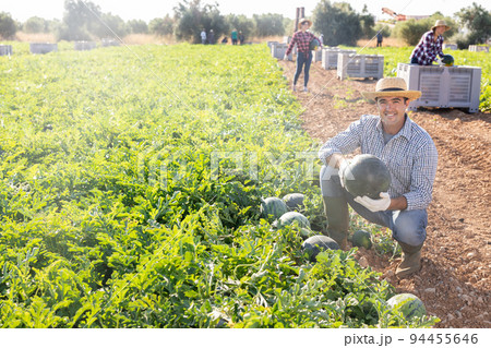 Man harvesting watermelons on fruit farm 94455646
