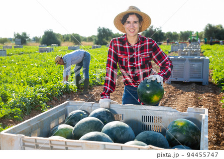 Farm worker putting harvested watermelons in container Farm worker putting harvested watermelons in container 94455747