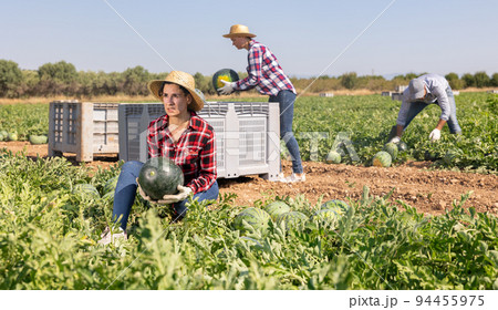 Satisfied woman gardener picking fresh watermelon on plantation 94455975