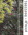 若竹と山茶花咲く冬風景-2 94455991