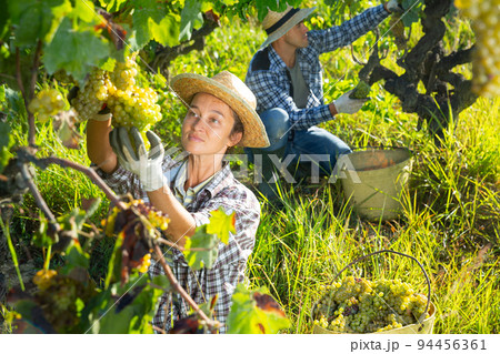 Woman gardener in hat picking fresh grapes in sunny garden 94456361