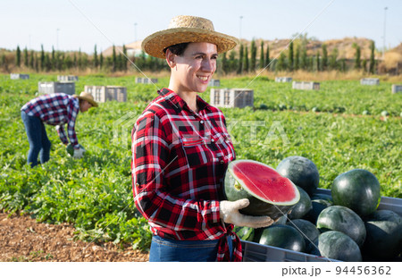 Farmer posing in field with watermelons crop 94456362