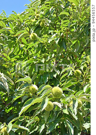 樹木・クリ　ブナ科 94456557