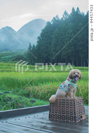 田んぼと犬 94457433