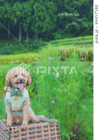 田んぼと犬 94457580