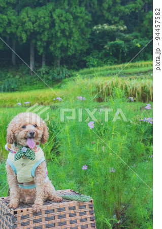田んぼと犬 94457582