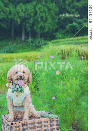 田んぼと犬 94457586