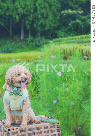 田んぼと犬 94457588