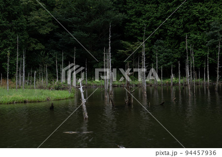 一の俣桜公園に泳ぐ鯉と枯れ木との風景 一の俣桜公園に泳ぐ鯉と枯れ木との風景 94457936