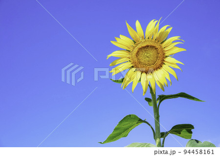 綺麗に咲くひまわり（福岡県朝倉市） 94458161