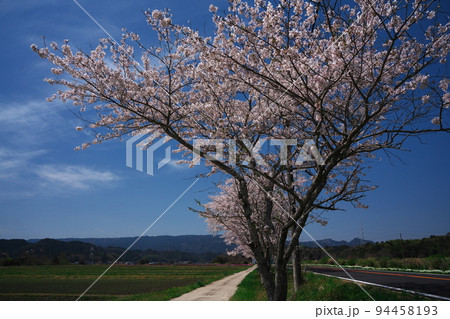 春の津市久居一色町　桜満開の花街道　榊原温泉への道 94458193