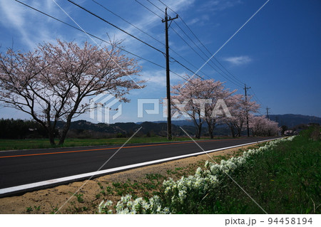 春の津市久居一色町　桜満開の花街道　榊原温泉への道 94458194