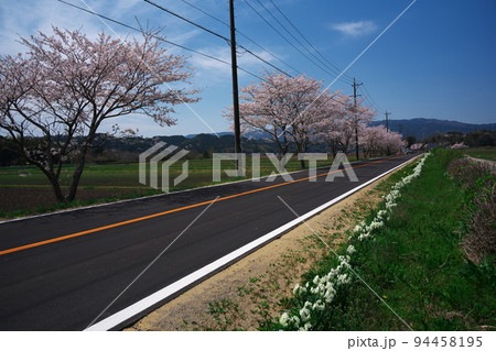 春の津市久居一色町　桜満開の花街道　榊原温泉への道 94458195