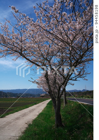 春の津市久居一色町 桜満開の花街道 榊原温泉への道 春の津市久居一色町 桜満開の花街道 榊原温泉への道 94458198