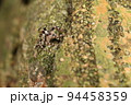 生き物　蜘蛛　アジアミカドハエトリ、メスです。よく見ると普段隠されている鋭い牙が見えます 94458359