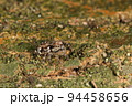 生き物　蜘蛛　アジアミカドハエトリ、メスです。オスと比べて目立たずカモフラージュ感が強い 94458656