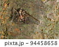 生き物　蜘蛛　アジアミカドハエトリ、メスです。上から見てもオスとは全く別種にみえます 94458658