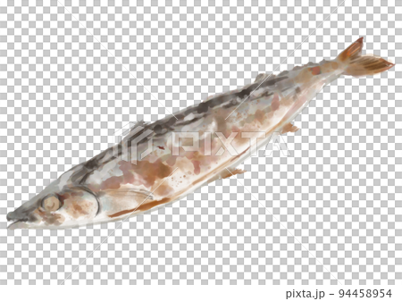 Hand-painted grilled saury 01 94458954