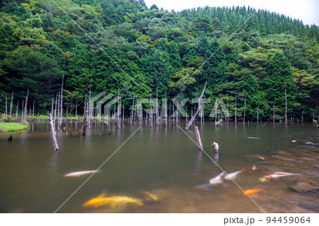 一の俣桜公園に泳ぐ鯉と枯れ木との風景 94459064