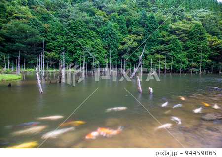 一の俣桜公園に泳ぐ鯉と枯れ木との風景 一の俣桜公園に泳ぐ鯉と枯れ木との風景 94459065