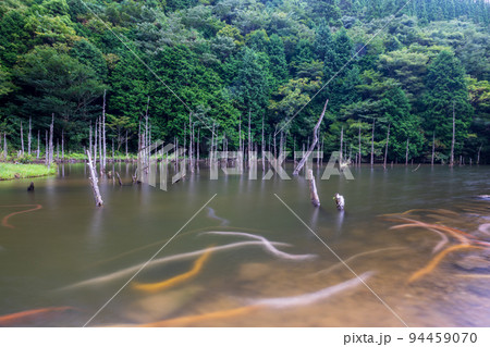 一の俣桜公園に泳ぐ鯉と枯れ木との風景 一の俣桜公園に泳ぐ鯉と枯れ木との風景 94459070