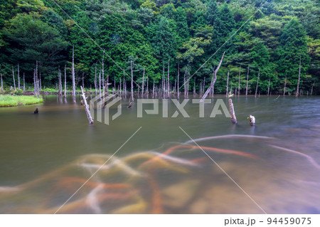 一の俣桜公園に泳ぐ鯉と枯れ木との風景 一の俣桜公園に泳ぐ鯉と枯れ木との風景 94459075