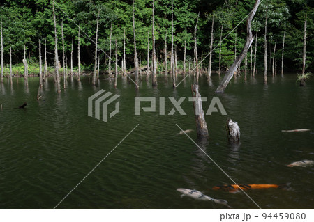 一の俣桜公園に泳ぐ鯉と枯れ木との風景 一の俣桜公園に泳ぐ鯉と枯れ木との風景 94459080