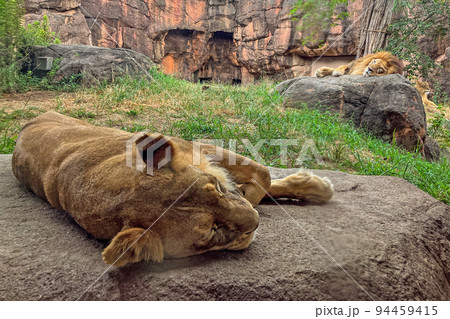 大阪・天王寺動物園 眠るライオンたち 大阪・天王寺動物園 眠るライオンたち 94459415