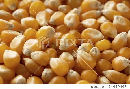 乾燥とうもろこし 94459443