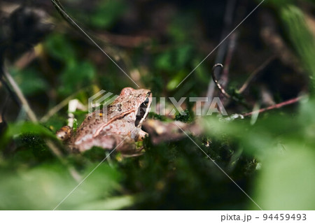 Rana arvalis in a wild forest near Moscow. Front view. 94459493