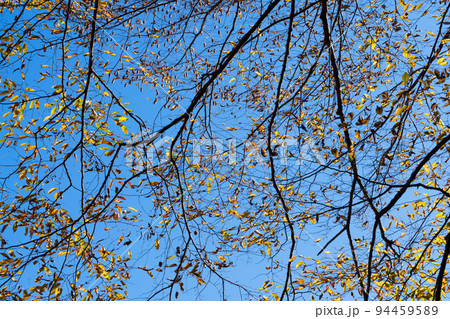 紅葉 94459589
