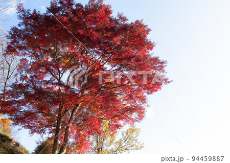 奥多摩湖の紅葉 94459887