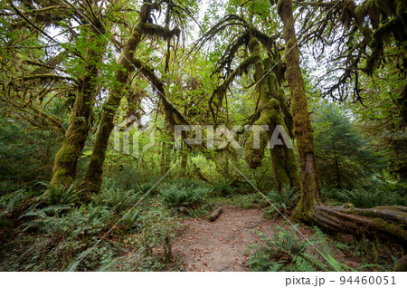 Moss draped trees of Hoh Rain Forest in Olympic National Park, Washington. 94460051