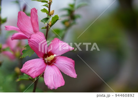 ピンクの花のクローズアップ写真 94460892