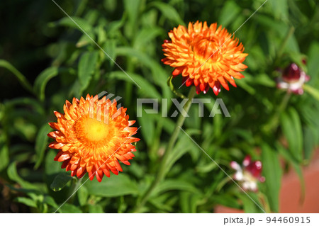 ヘリクリサム（コロロ） 94460915