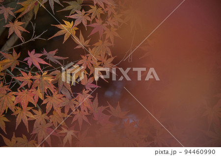 赤く染まる紅葉 94460990