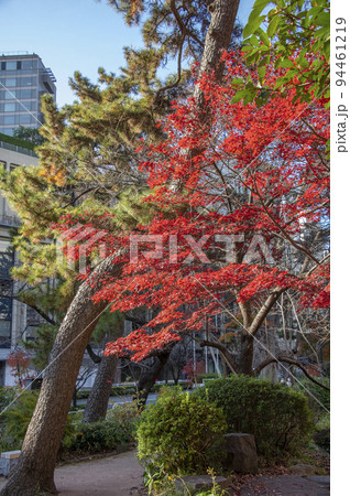 紅葉に染まる秋の都会　清水谷公園　秋　紅葉　東京都千代田区紀尾井町 94461219
