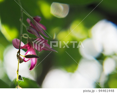 木漏れ日を受けて輝くハギの花 木漏れ日を受けて輝くハギの花 94461448