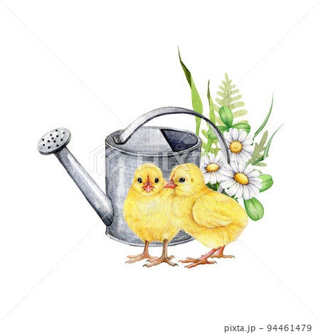Cute little chicks with spring flowers. Hand drawn spring time Easter decor. Cozy springtime floral decor with chicks, daisies, watering can, green grass. Watercolor illustration. White background Cute little chicks with spring flowers. Hand drawn spring time Easter decor. Cozy springtime floral decor with chicks, daisies, watering can, green grass. Watercolor illustration. White background 94461479
