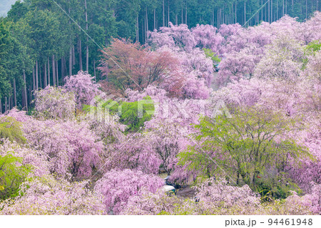 高見の郷　春雨煙る千本しだれ桜 94461948