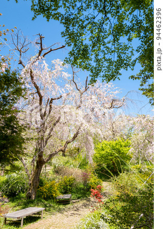 京都北山原谷苑の桜 京都北山原谷苑の桜 94462396