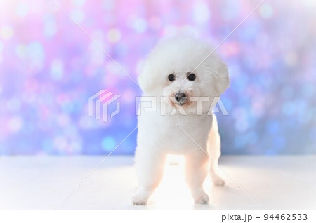 玉ボケの背景の前でポーズする白犬 94462533