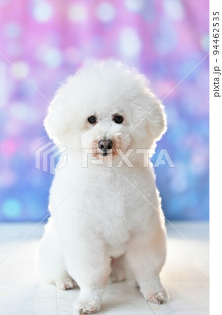 玉ボケの背景の前でポーズする白犬 94462535