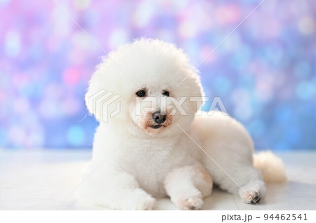 玉ボケの背景の前でポーズする白犬 94462541