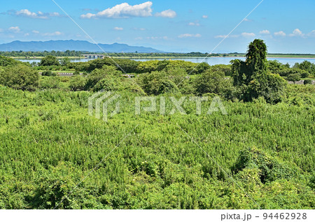 渡良瀬遊水池　　 94462928