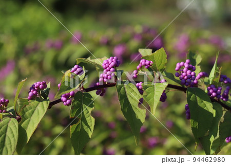 日本の秋の公園に実るコムラサキ（ムラサキシキブ）の実 94462980