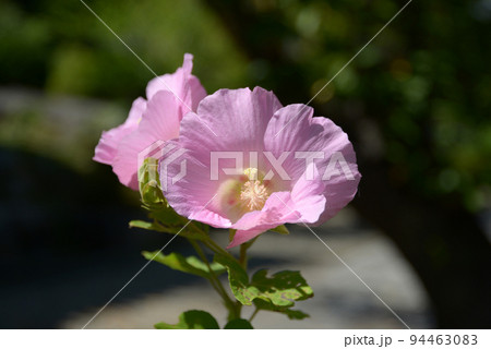 橘寺　境内の芙蓉の花　奈良県明日香村橘 94463083