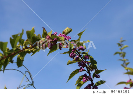 日本の秋の公園に咲く紫色のコムラサキ（ムラサキシキブ）の実 94463191