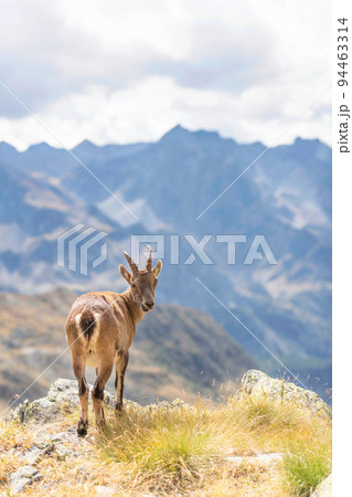 A female ibex in the Italian pre-Alps A female ibex in the Italian pre-Alps 94463314
